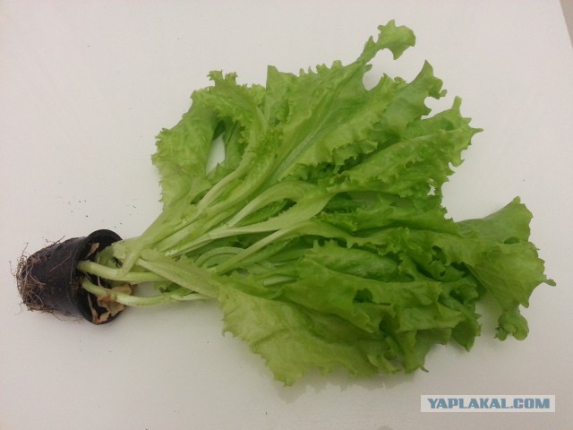 Ура, получил ! =)