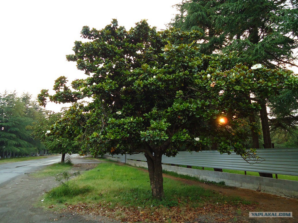 Деревья в абхазии названия с картинками