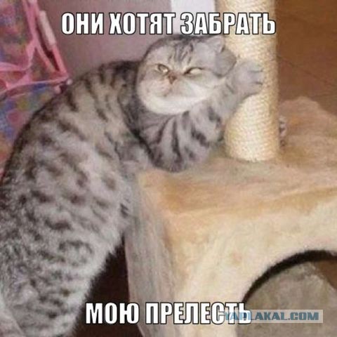 Смешные картинки с подписями