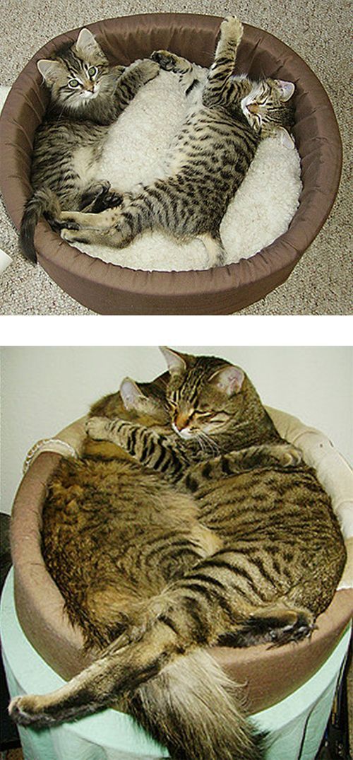 Рисованный котовторник