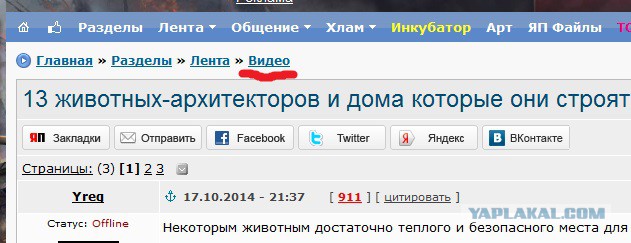 13 животных-архитекторов и дома которые они строят