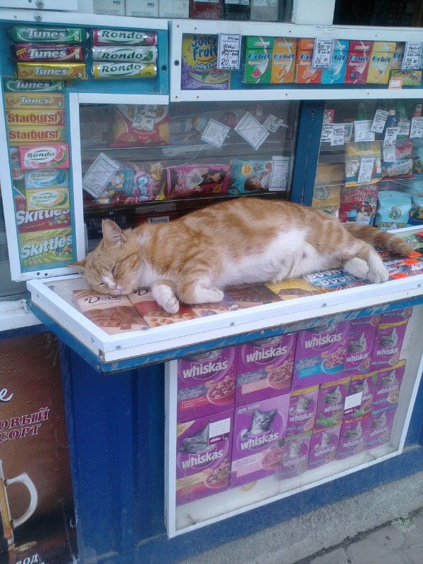 Прикольные коты