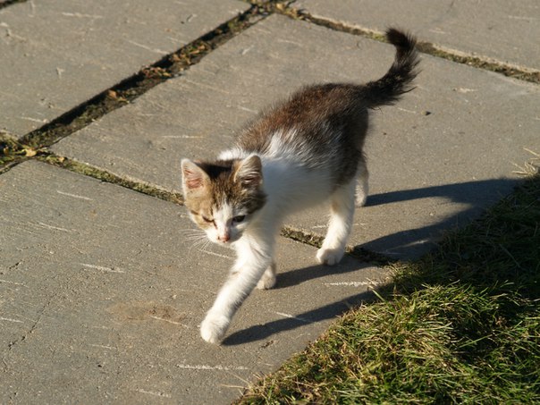 Котовторник 03.11.2015