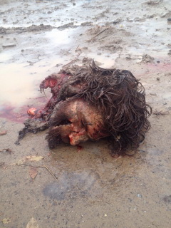 Два дага убили полицейского в Москве