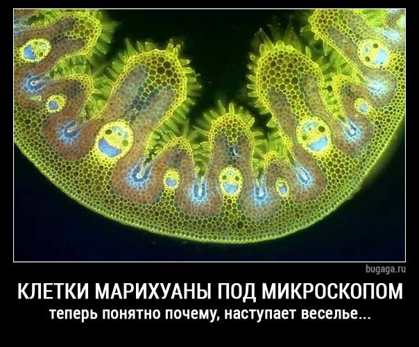 Смешные комментарии из соцсетей