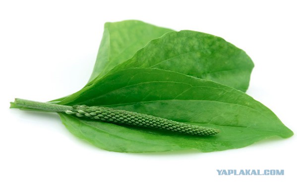 Яповчане! Что это за прибор?