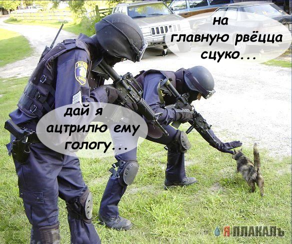 Коты, кошки, котята