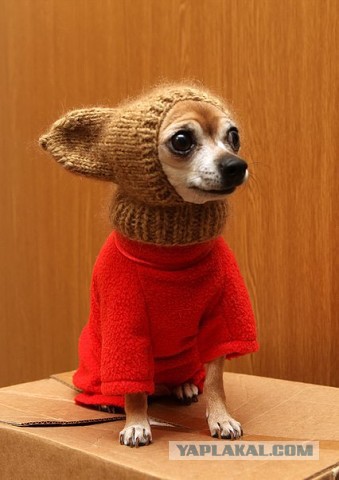 Собакочетверг же, ау!