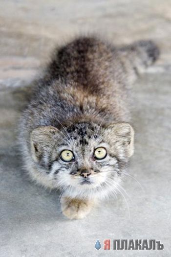 котопёс