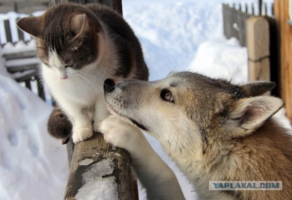 Котовторник