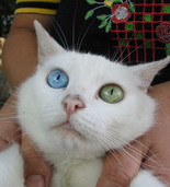 Коты, кошки, котята