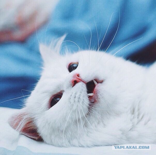 Котовторник 16.02.16
