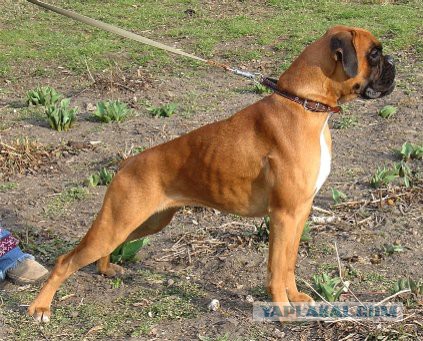 В Якутском селе пес спас женщину от нападения бродячих собак