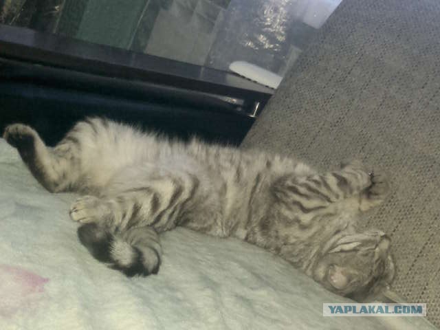 Котовторник - начало