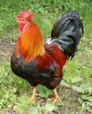 Когда стиль течет по твоим венам