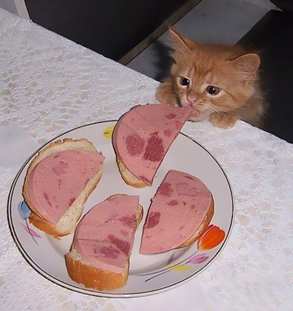 Коты, которые пытались что-то украсть