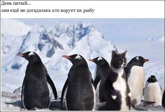 Мохнатые беспредельщики