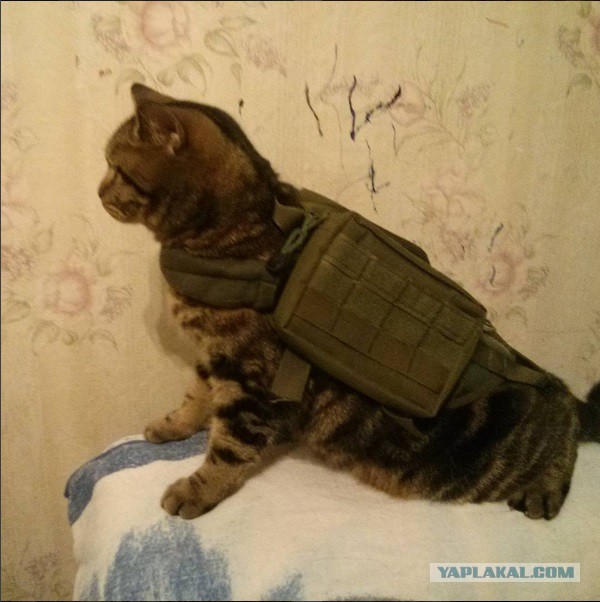 Котовторник 27.09.16