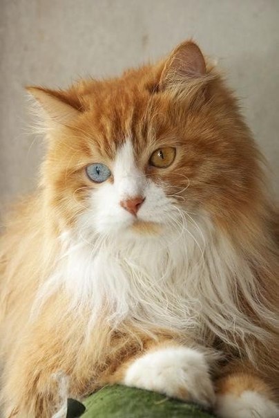Коты из сети