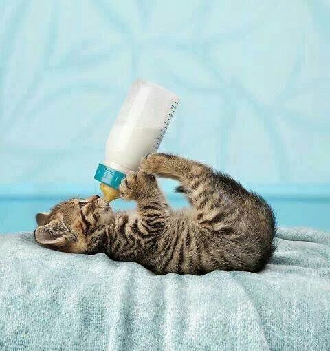 Коты из сети