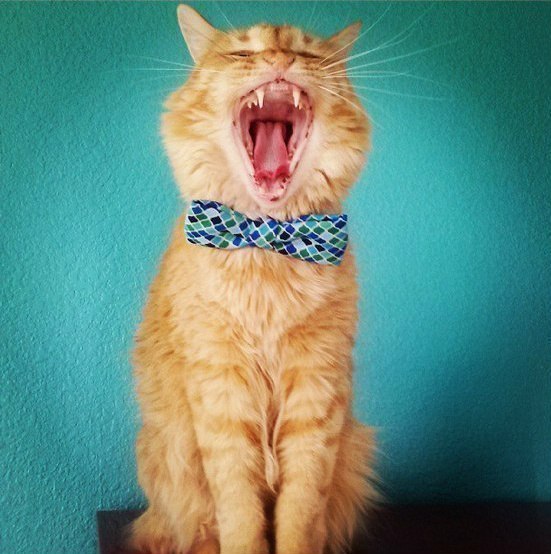 Коты и Кошки