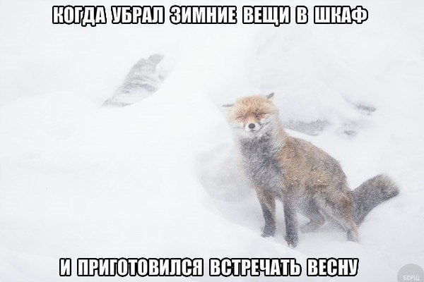 Подборка забавных животных