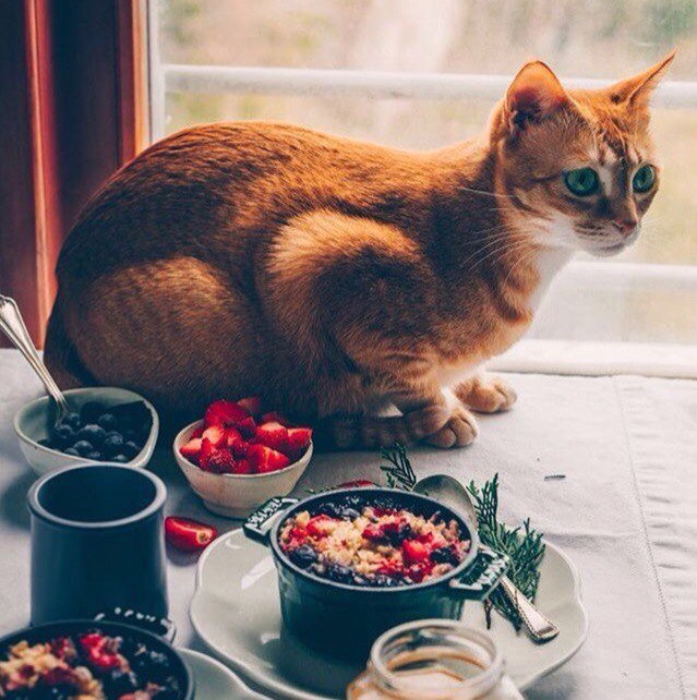 Коты и Кошки