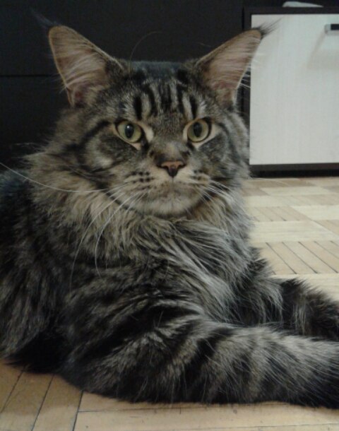 Коты и Кошки