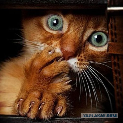 Близкий контакт кота с электричеством