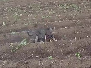 Тем кто картоху еще не выкопал.