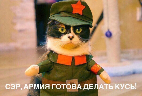 24 кота, которые подняли дерзость на новый уровень