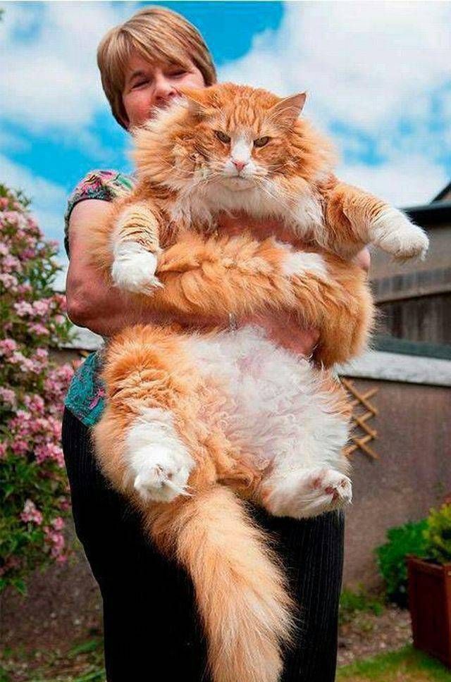 Коты и Кошки