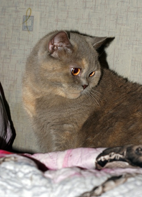 Котовторник 28.11.2017