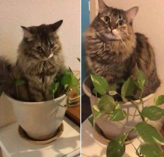 Прикольных котов пост