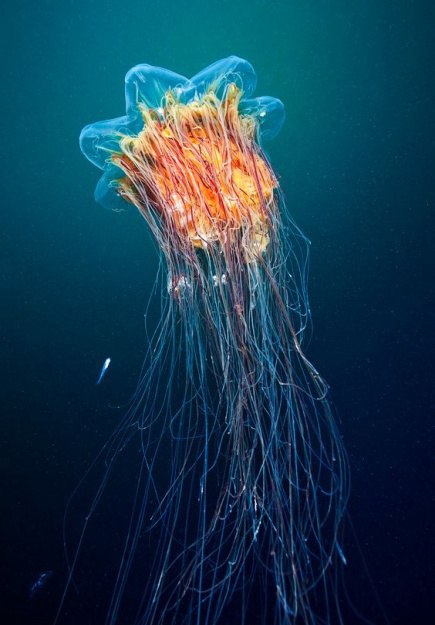 Живность из сети