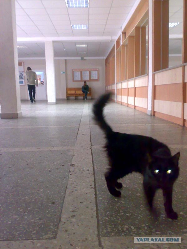 Котовторник на вторник! (30.09.2008)
