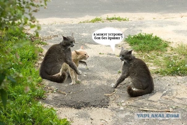 Кошачьи бои