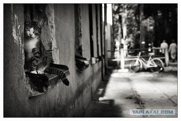 Котовторник