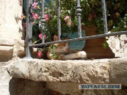 Котовторник начался