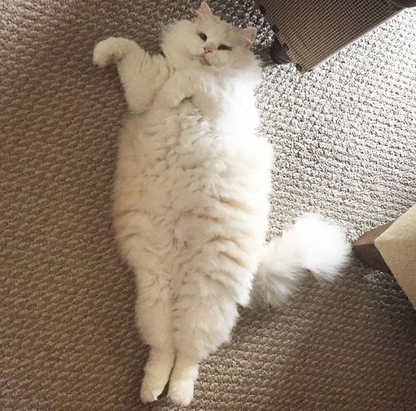 Прикольных котов пост