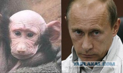 Заповедник Lola ya Bonobo в Конго