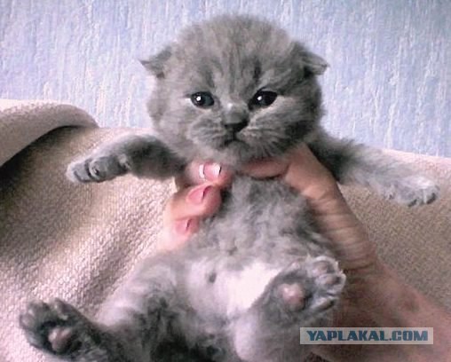 Первый котовторник июля
