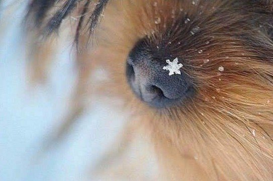Милые животные. Мимиметр сломался