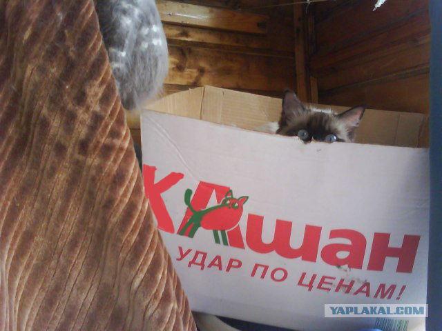 Котовторник в "КотоГетто"