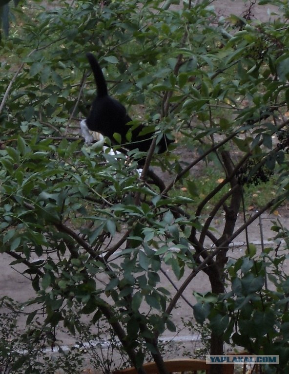 Котовторник! 11.10.11