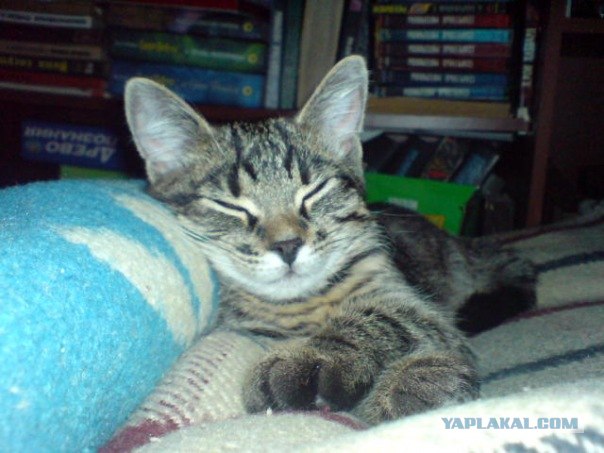 Котовторник 17 января