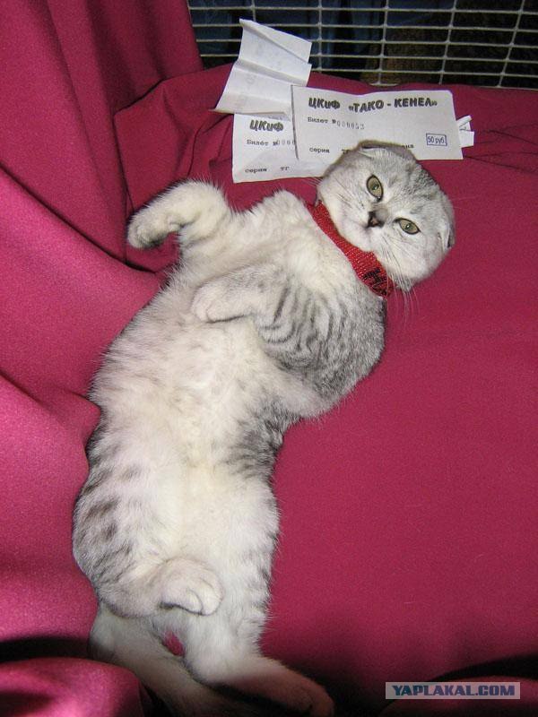 Котовторник (07.02.2012)