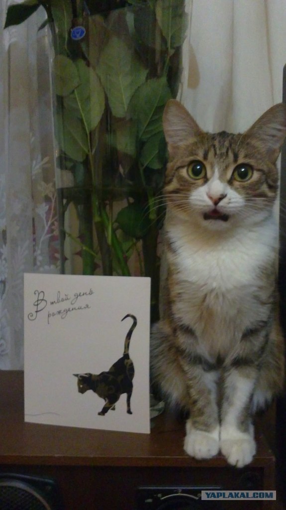 Котовторник (21.02.2012)
