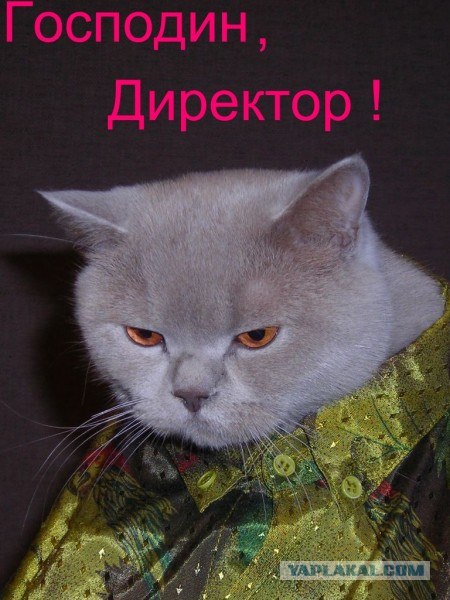 Котэ офисный