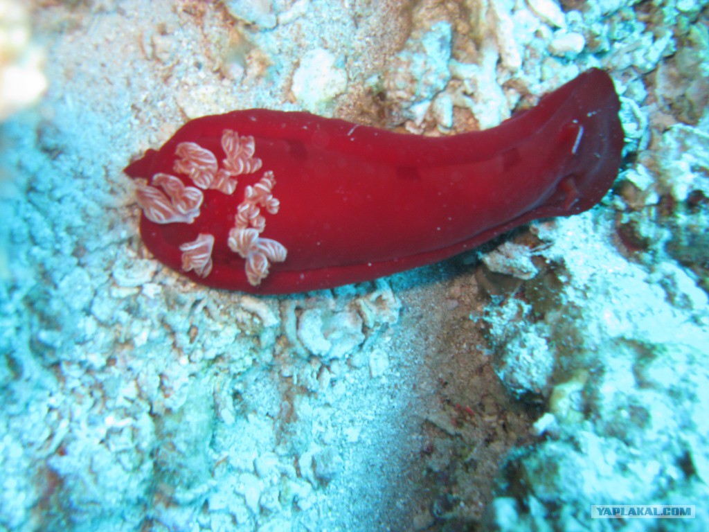 красные моллюски. голожаберные моллюски красного моря. морской голожаберный моллюск. испанский танцор (hexabranchus sanguineus). ракушки красного моря.
